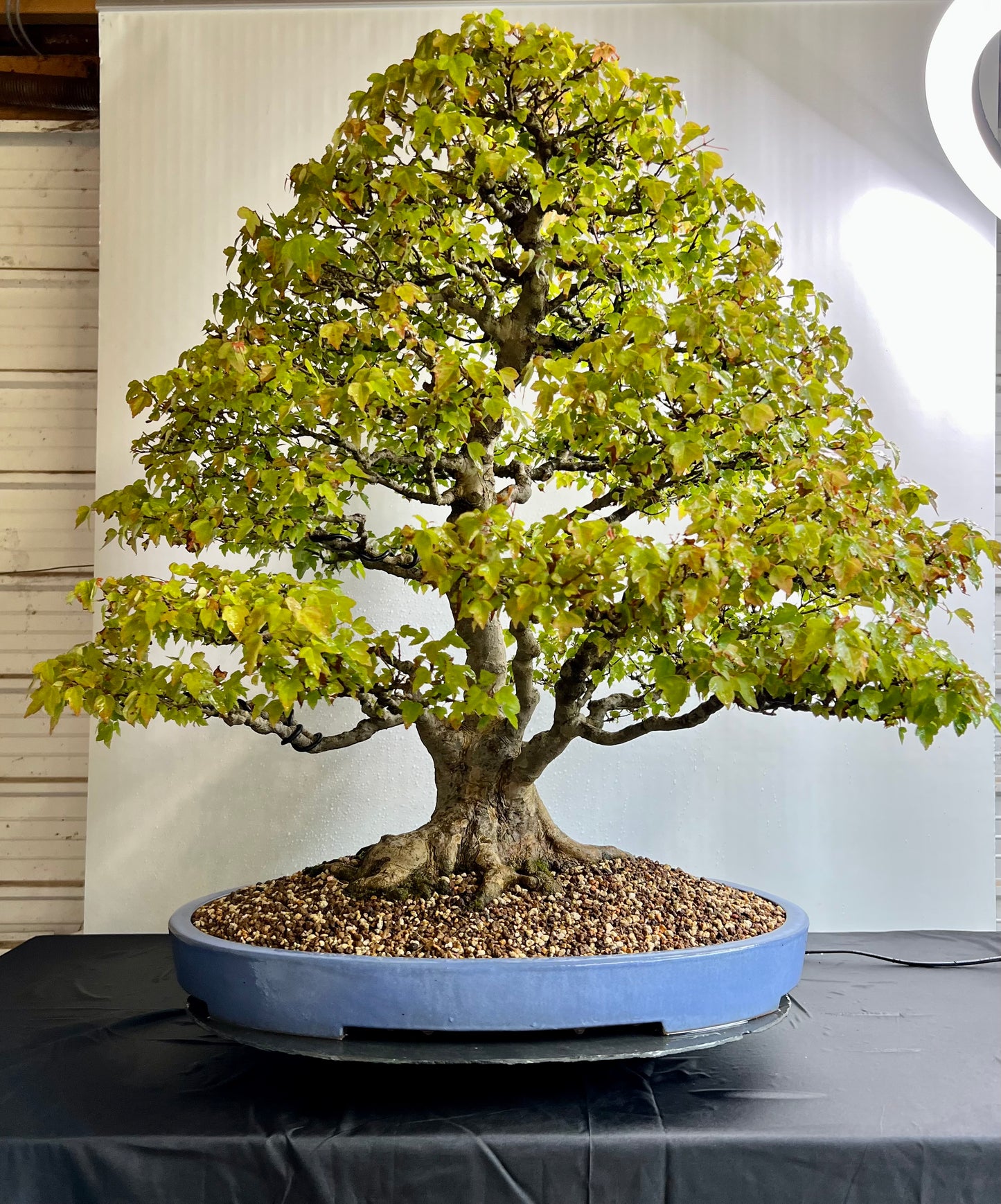 Acer Buergerianum - Trident Maple