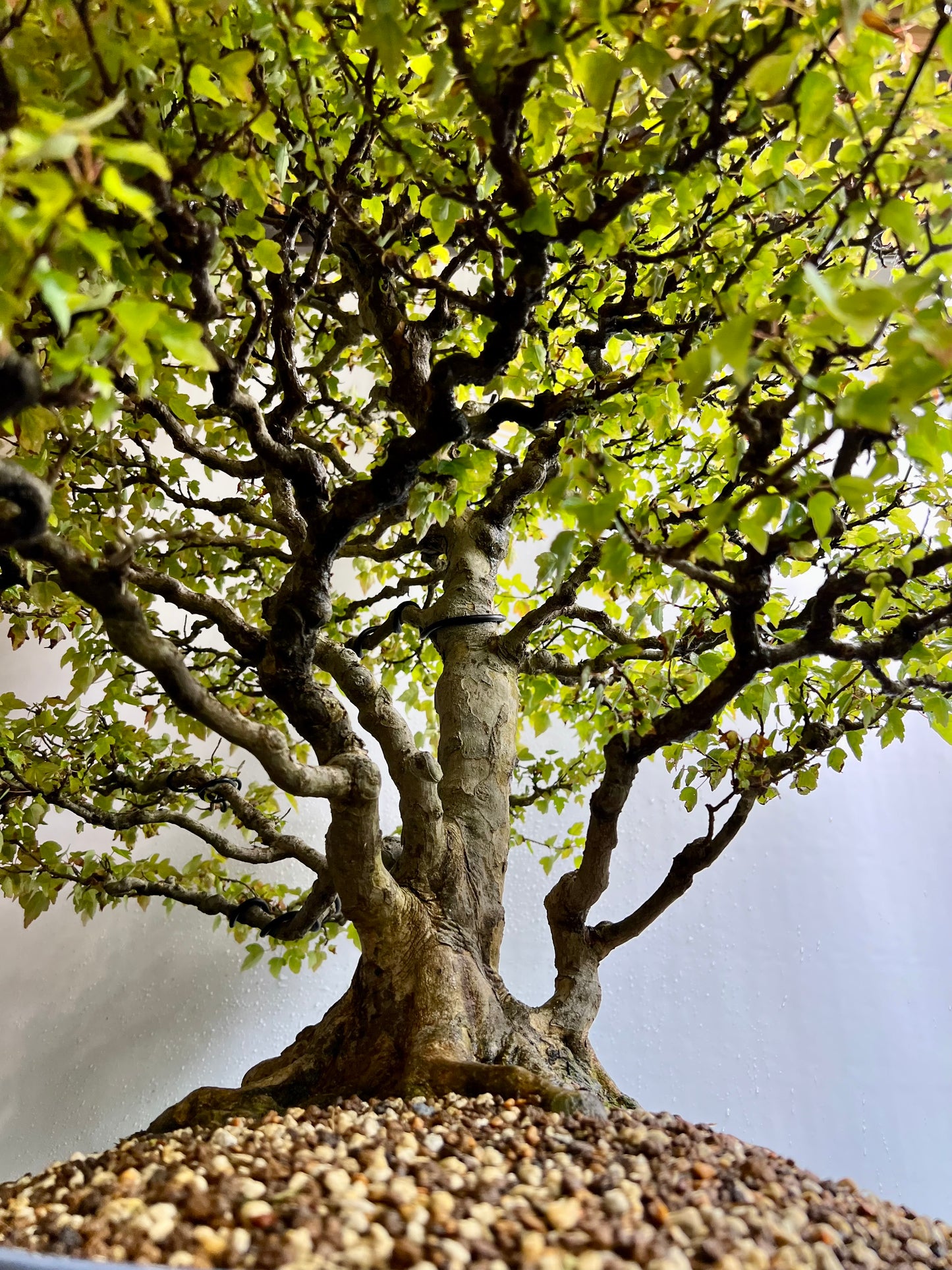 Acer Buergerianum - Trident Maple