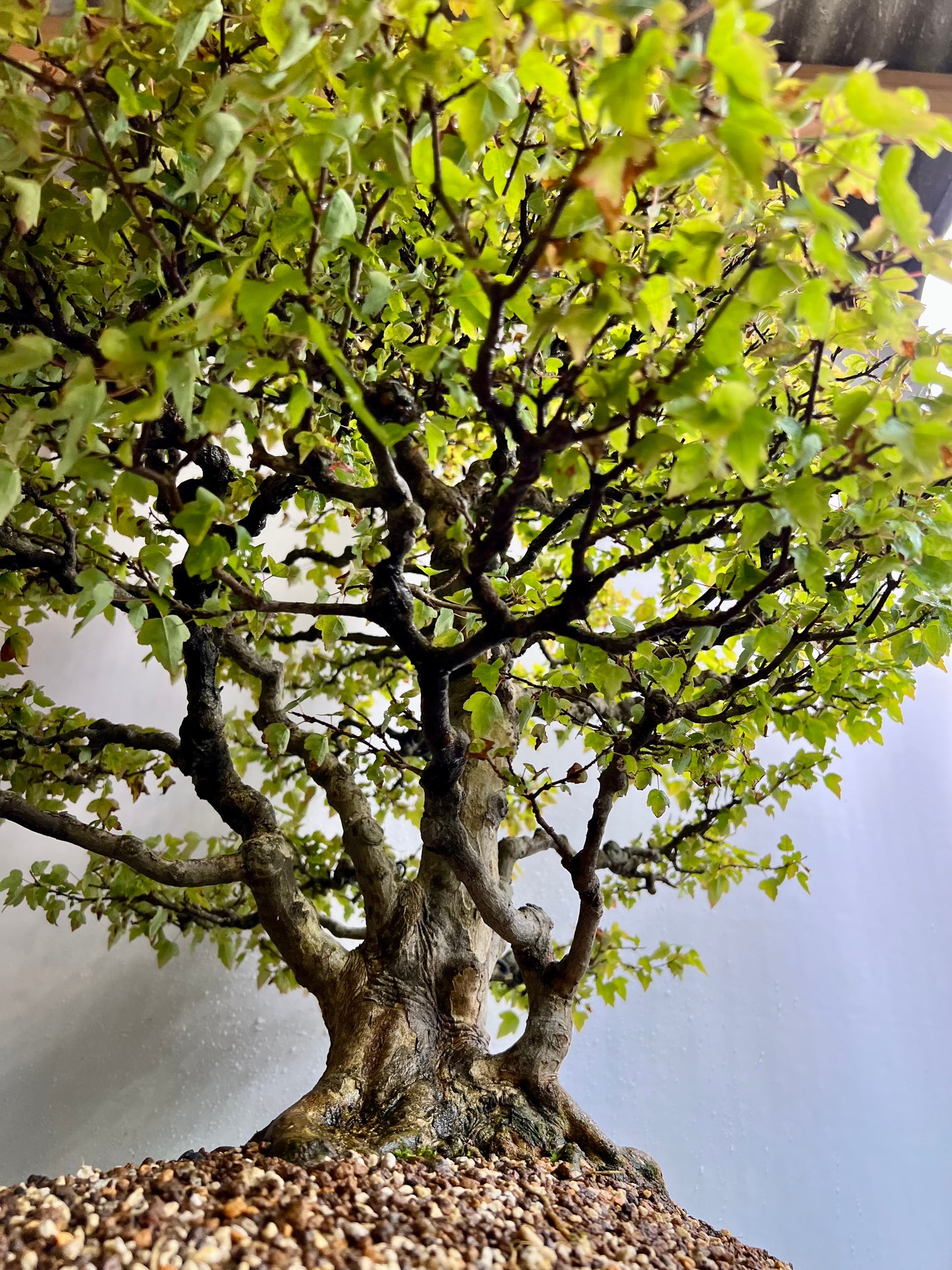Acer Buergerianum - Trident Maple