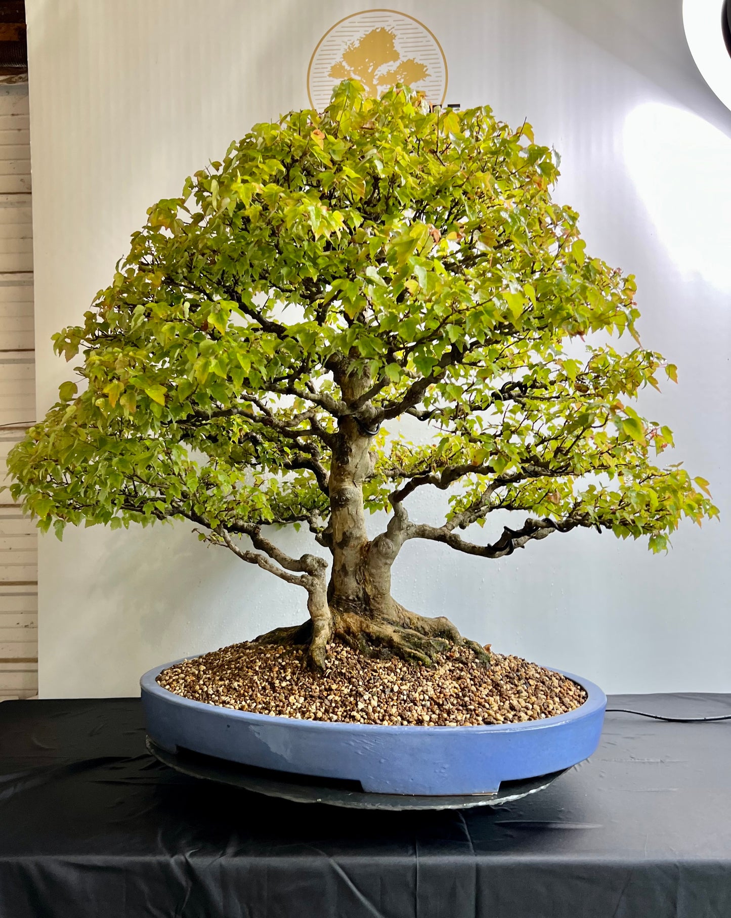 Acer Buergerianum - Trident Maple
