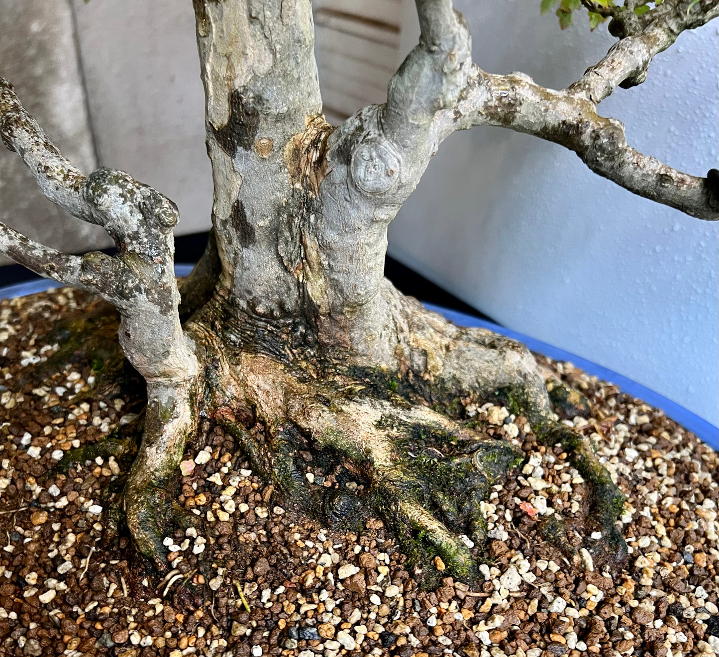 Acer Buergerianum - Trident Maple