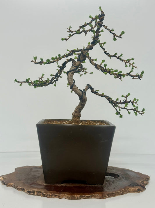 European Larch bonsai tree
