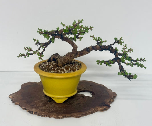 European Larch bonsai tree