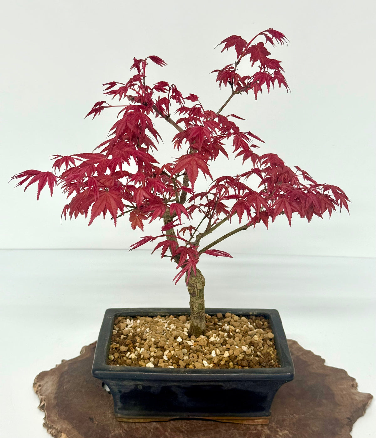 Acer Palmatum Deshojo Bonsai | Chinese Glazed Pot – 39cm