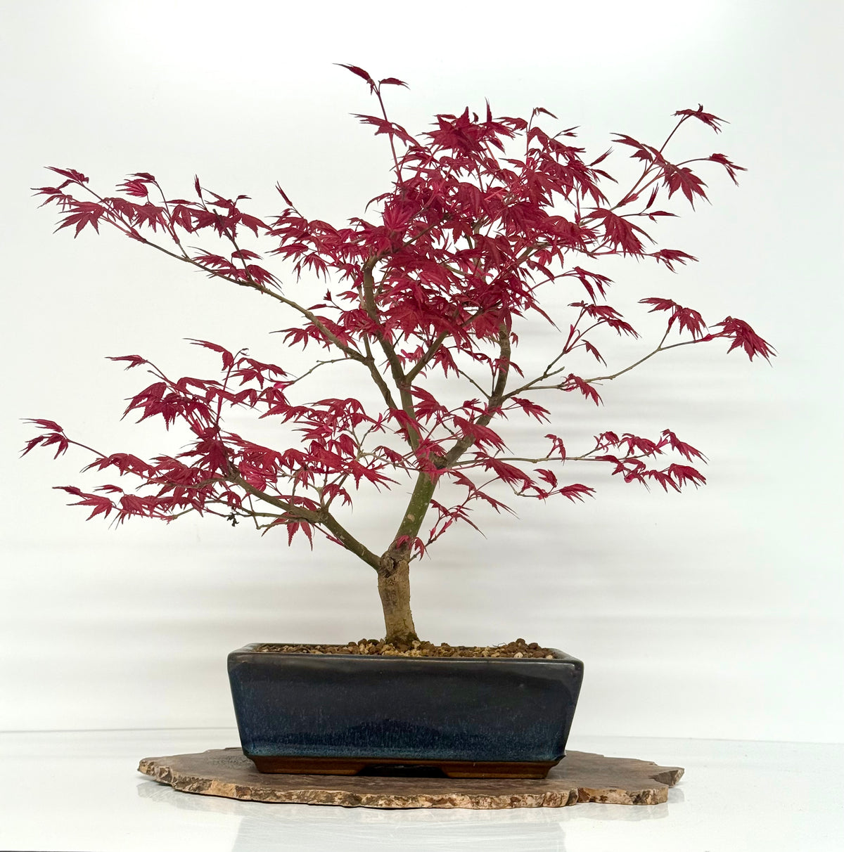 Acer Palmatum Deshojo Bonsai | Japanese Maple – 50cm
