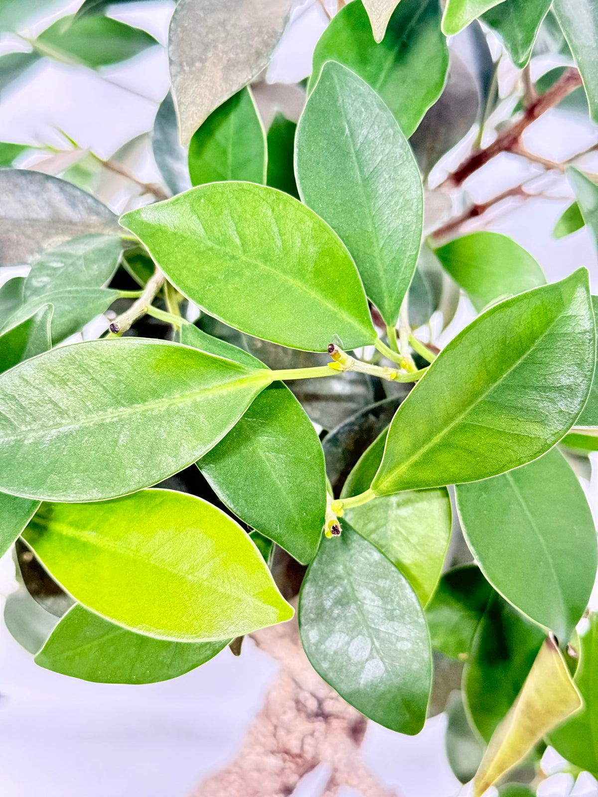 Ficus Retusa Indoor Bonsai Tree