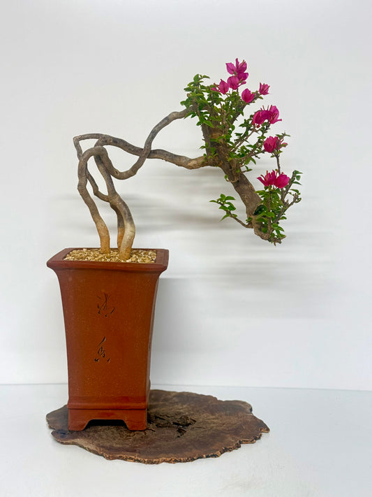 Exposed Root Bougainvillea Bonsai | Mature Flowering Bonsai – 55cm