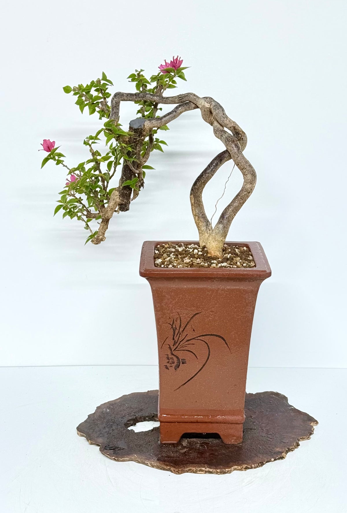 Exposed Root Style Bougainvillea Bonsai Tree - Chinese Cascade Style Unglazed Pot - 52 cm