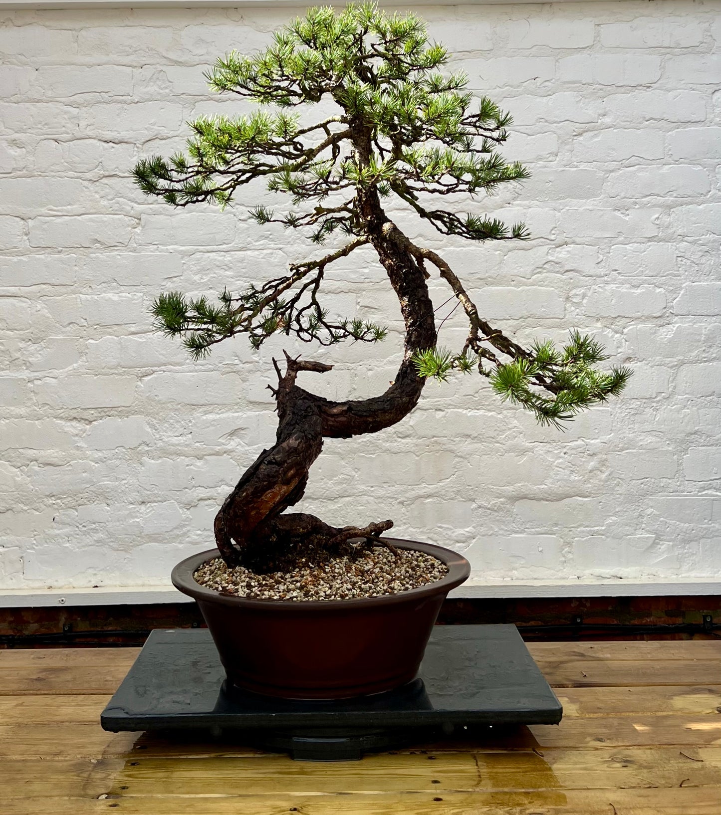Scotts Pine (Pinus Sylvestris)