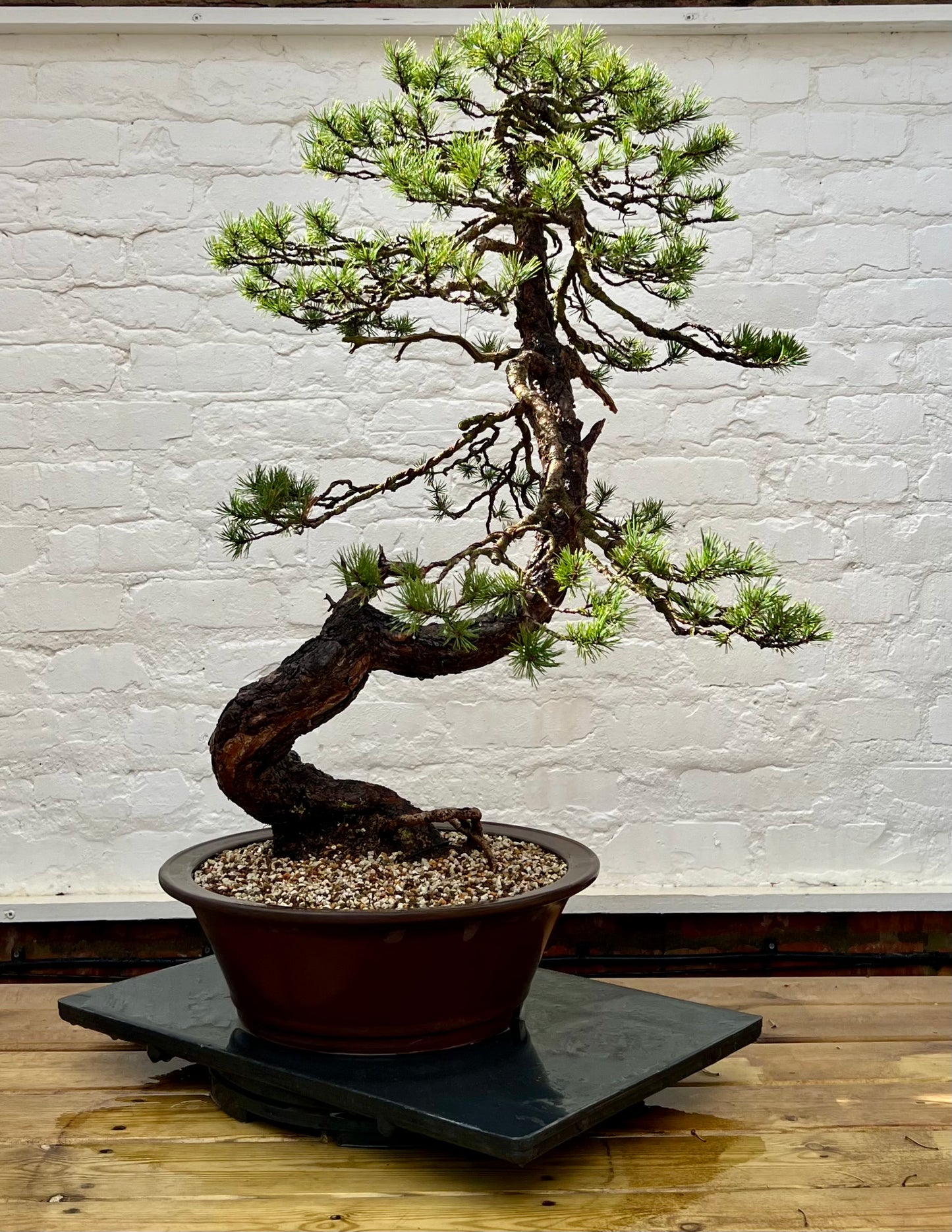 Scotts Pine (Pinus Sylvestris)