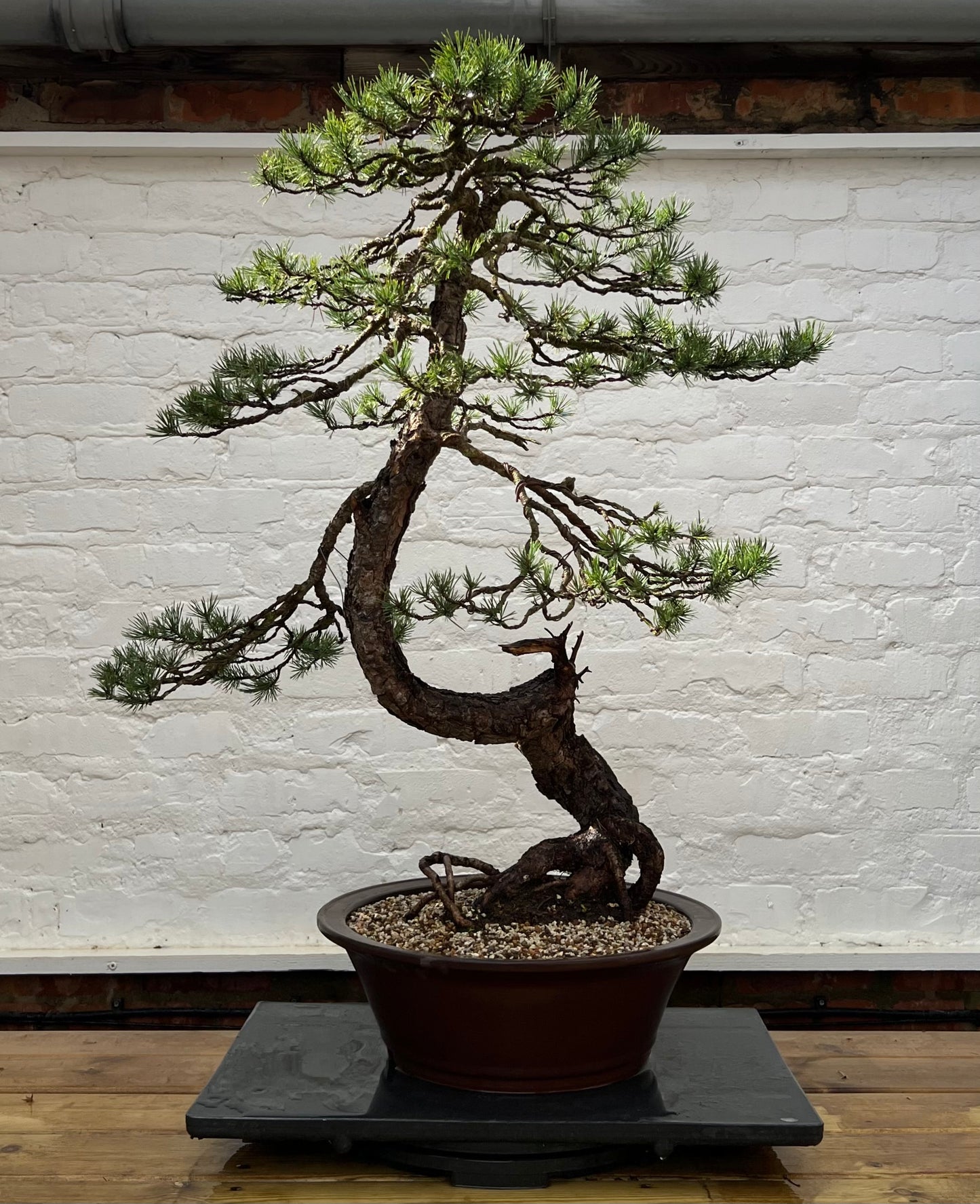 Scotts Pine (Pinus Sylvestris)