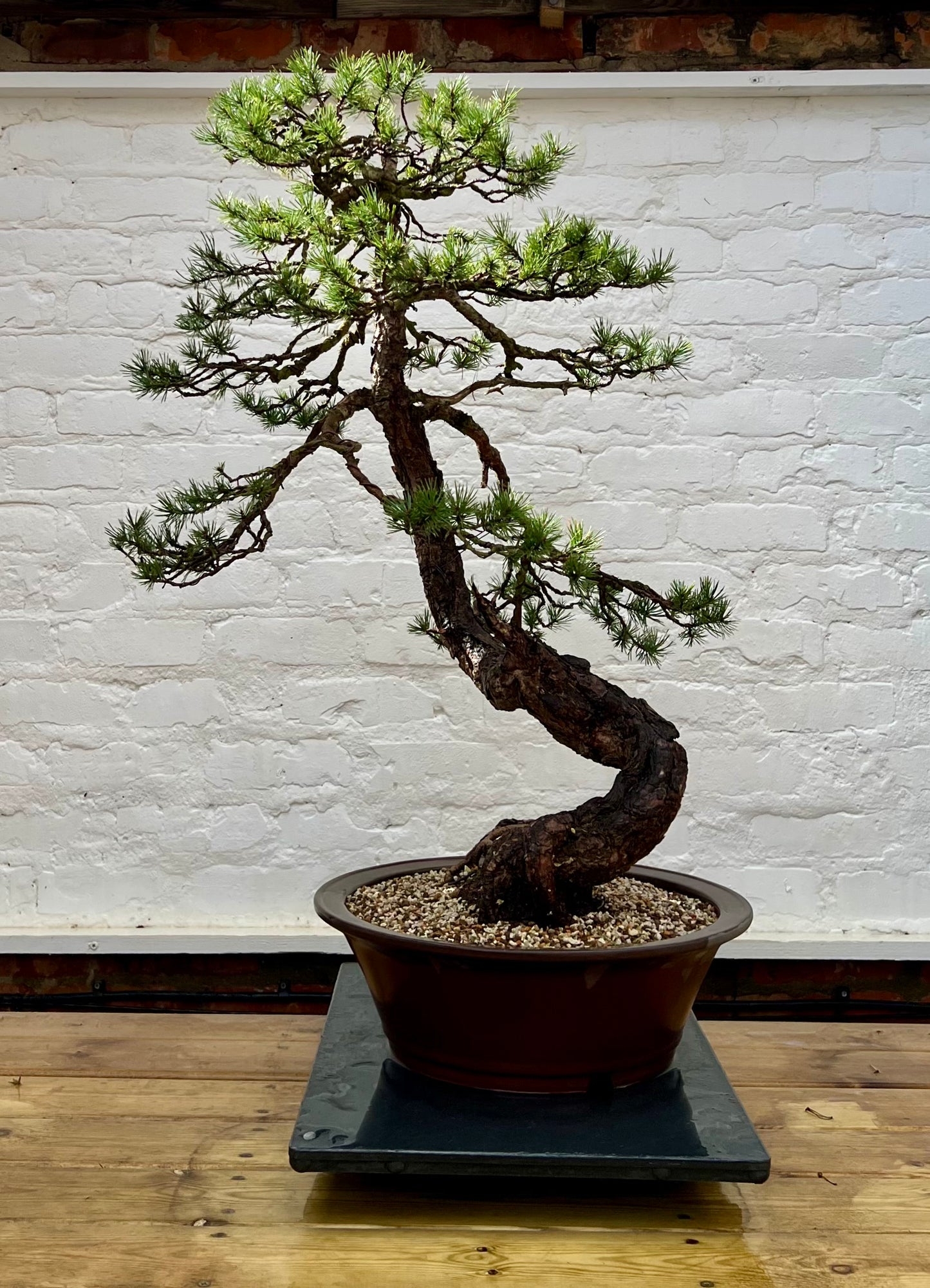 Scotts Pine (Pinus Sylvestris)
