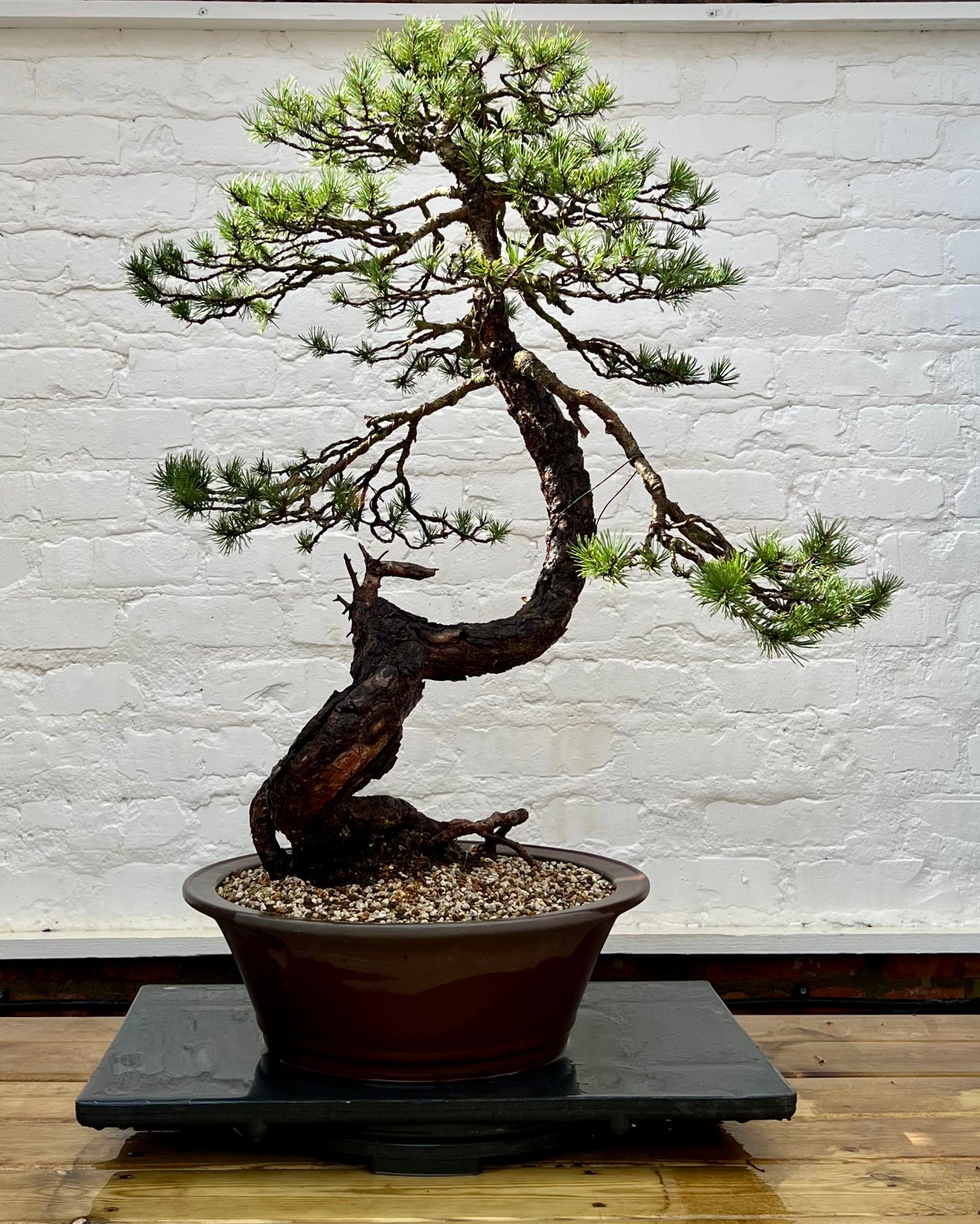 Scotts Pine (Pinus Sylvestris)