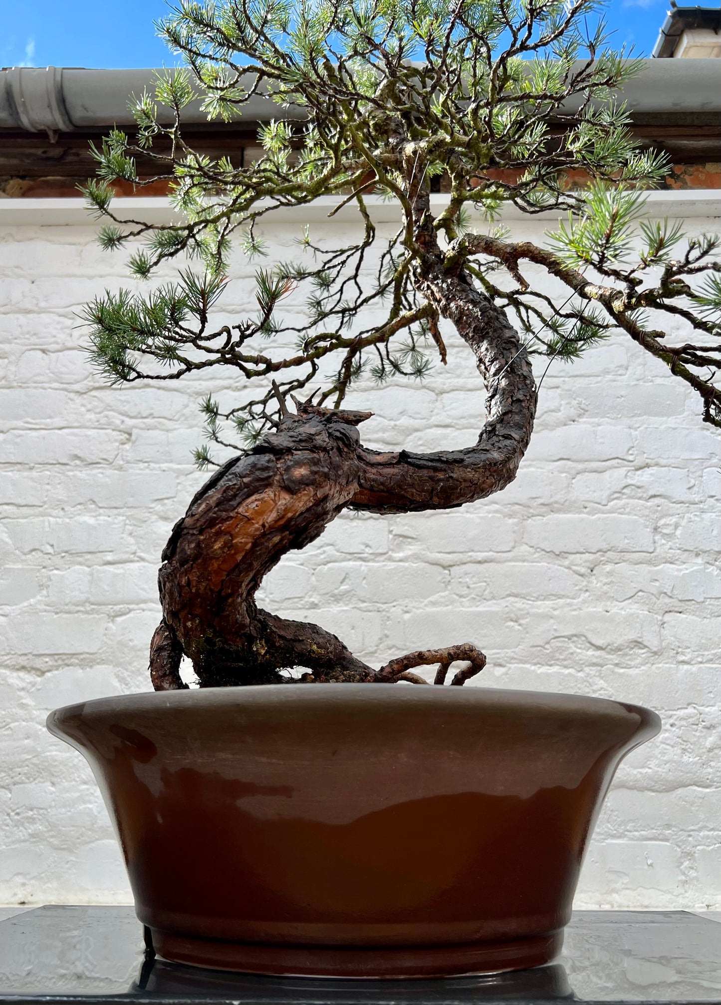 Scotts Pine (Pinus Sylvestris)