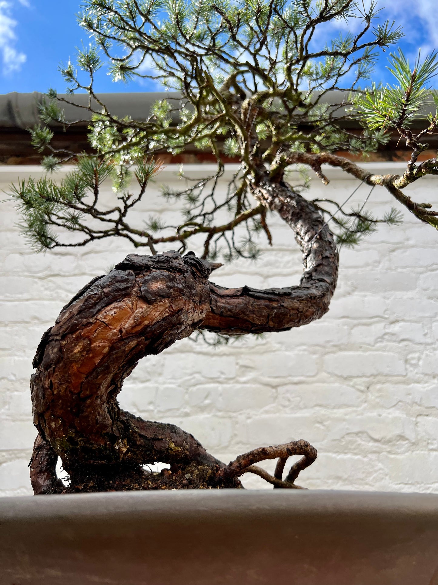 Scotts Pine (Pinus Sylvestris)