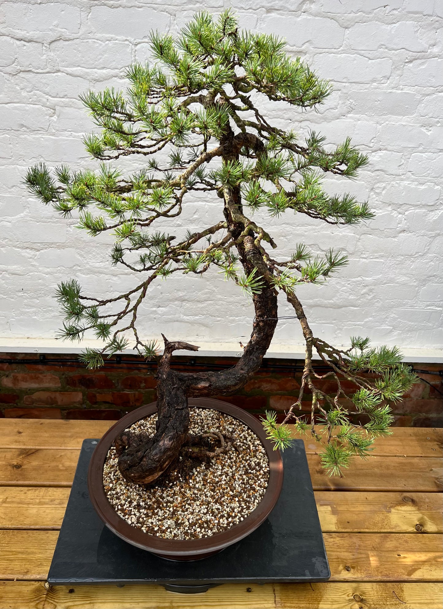 Scotts Pine (Pinus Sylvestris)