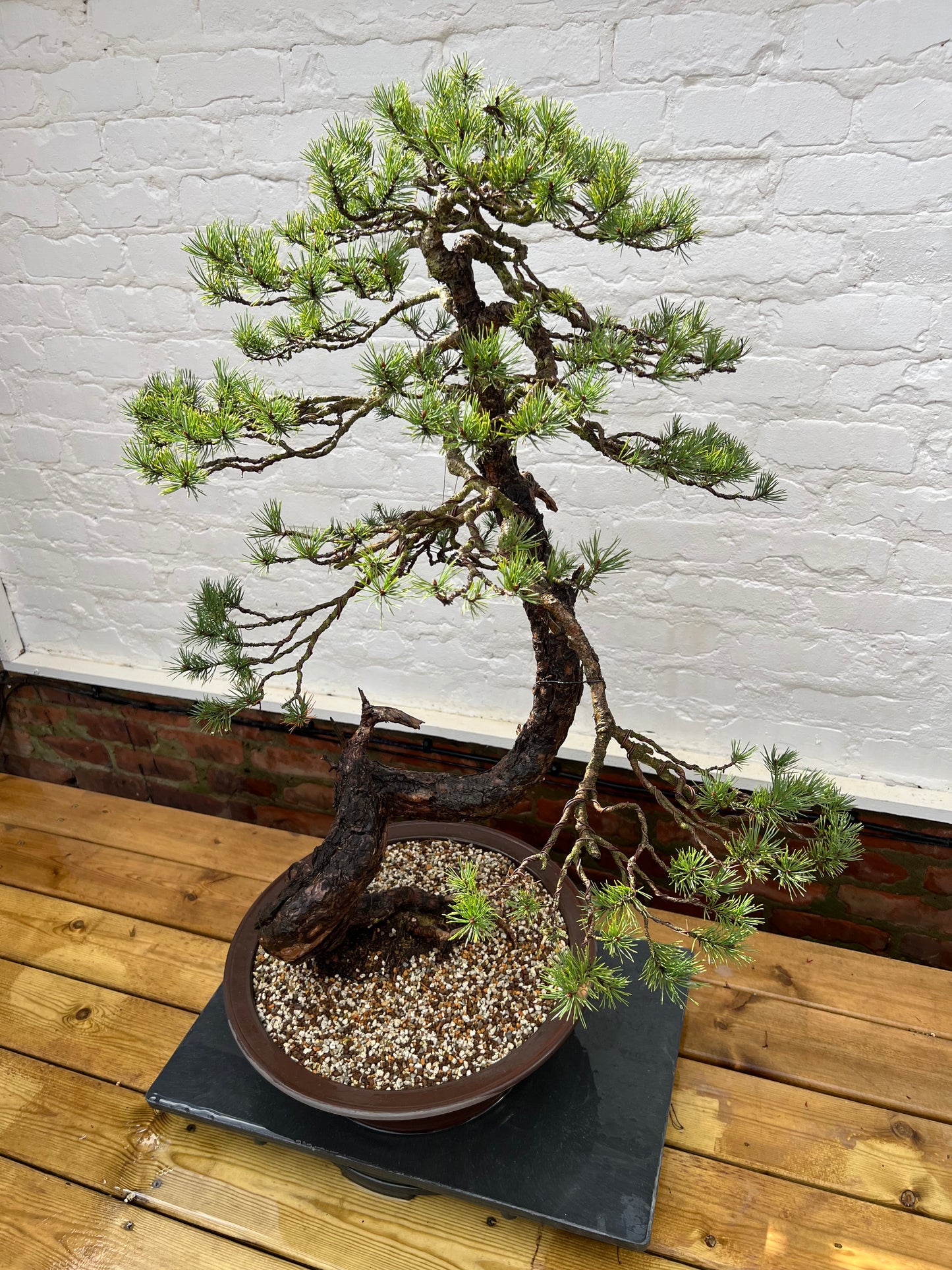 Scotts Pine (Pinus Sylvestris)