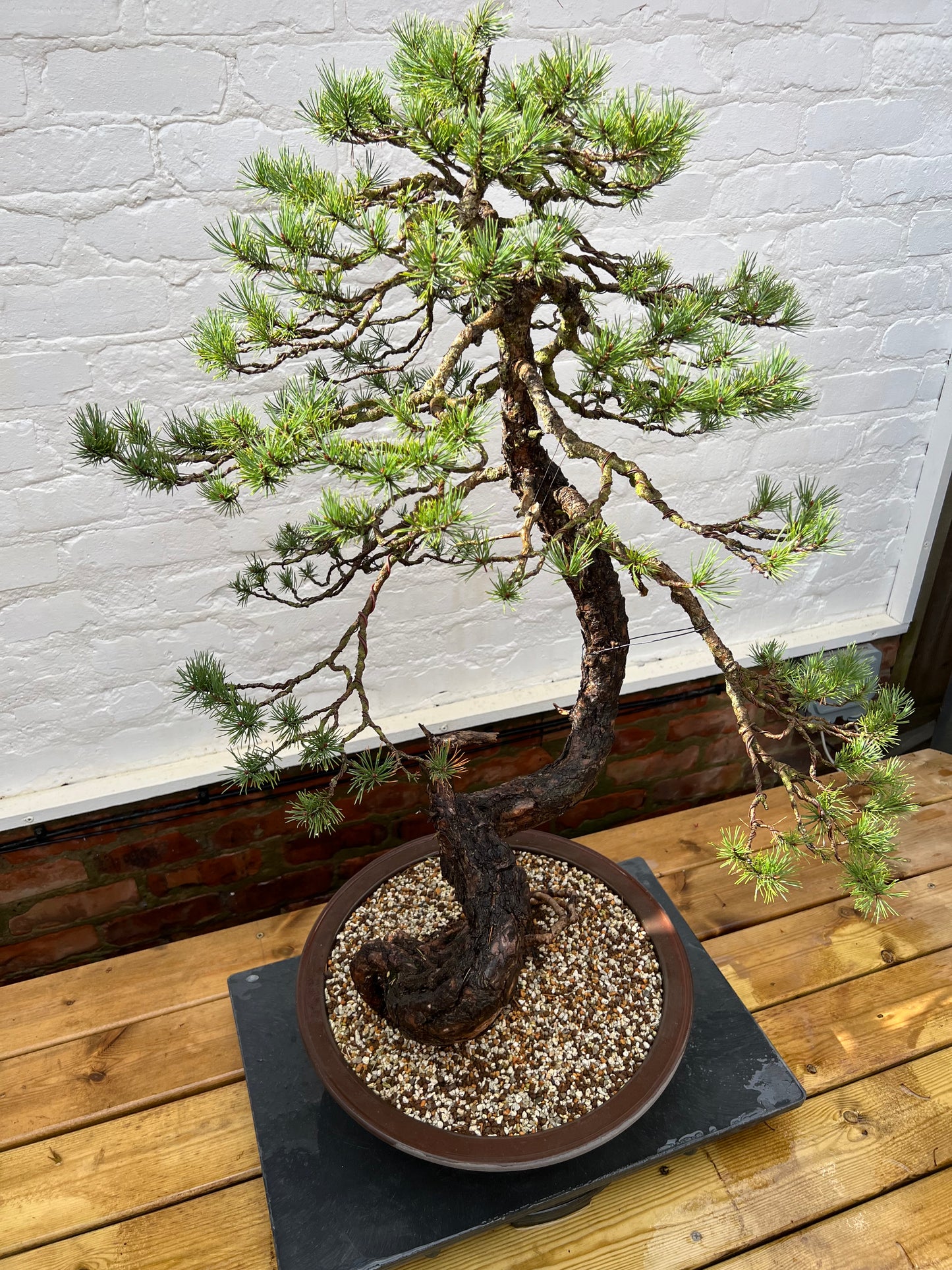 Scotts Pine (Pinus Sylvestris)
