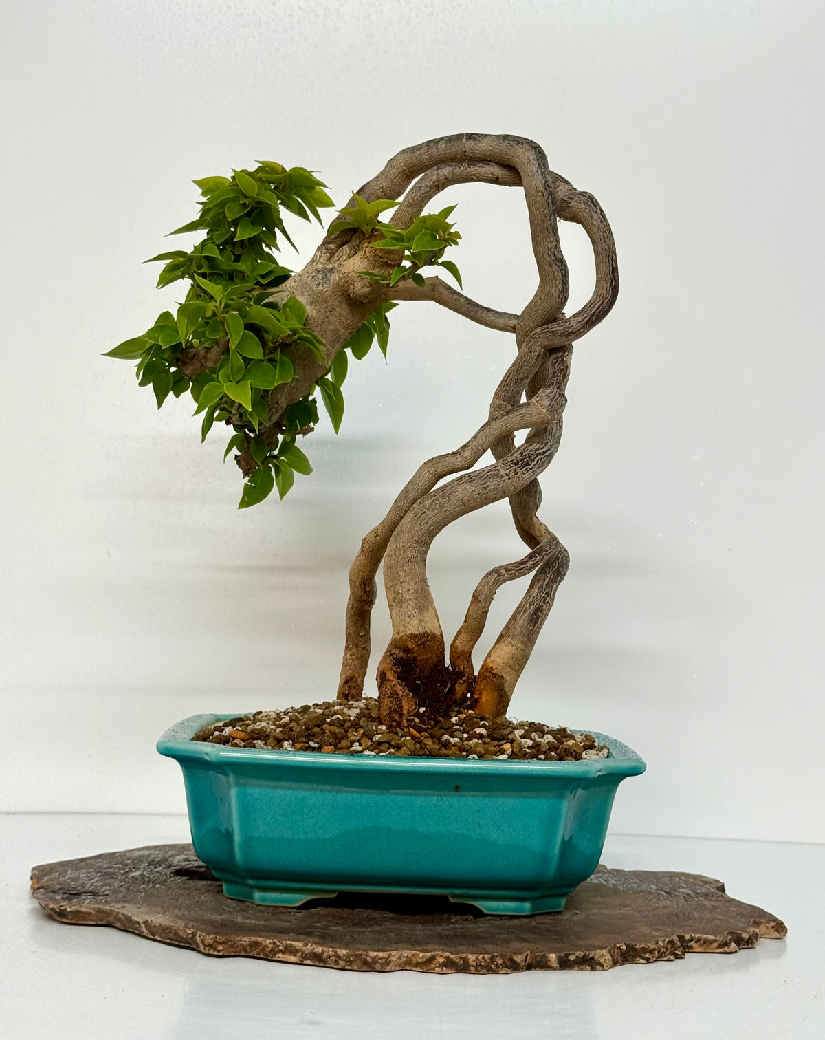 Exposed Root Style Bougainvillea Bonsai Tree - Chinese Yixing Glazed Pot - 42 cm