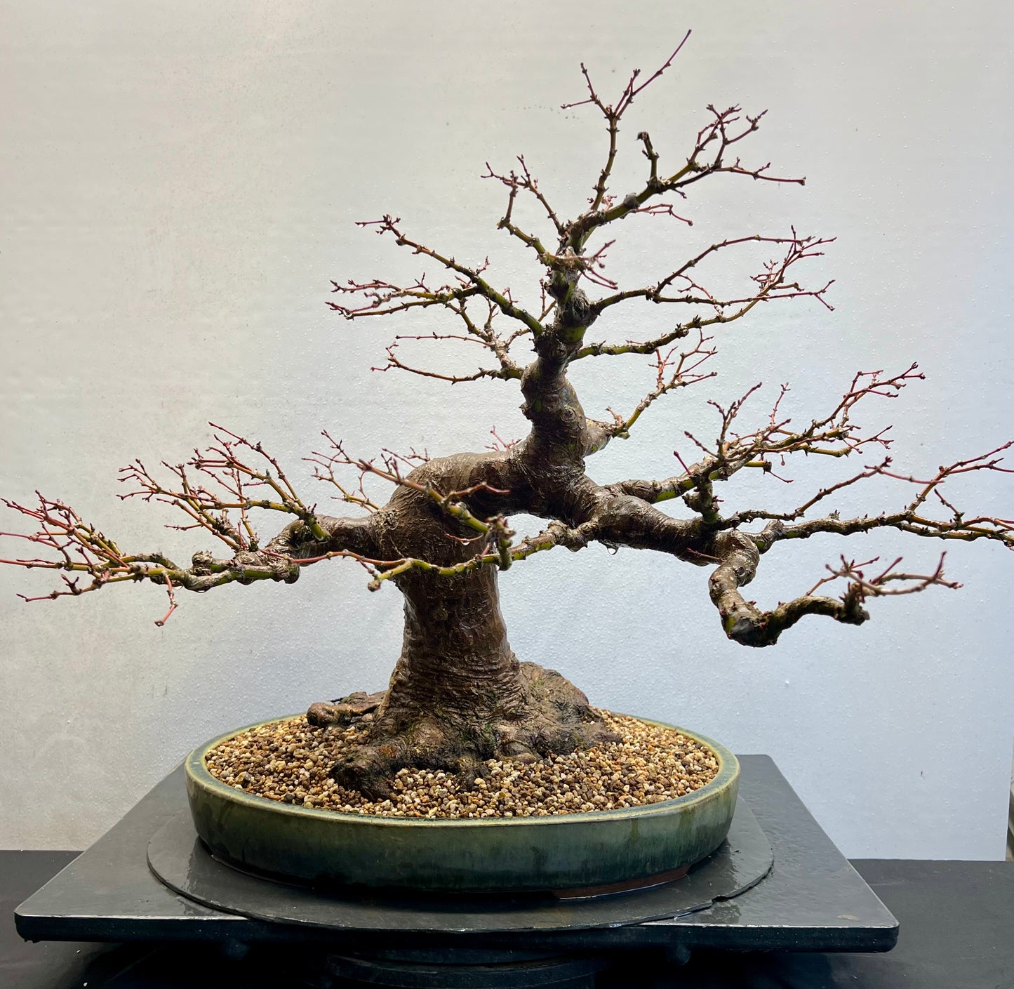 Acer Palmatum - Mountain Maple