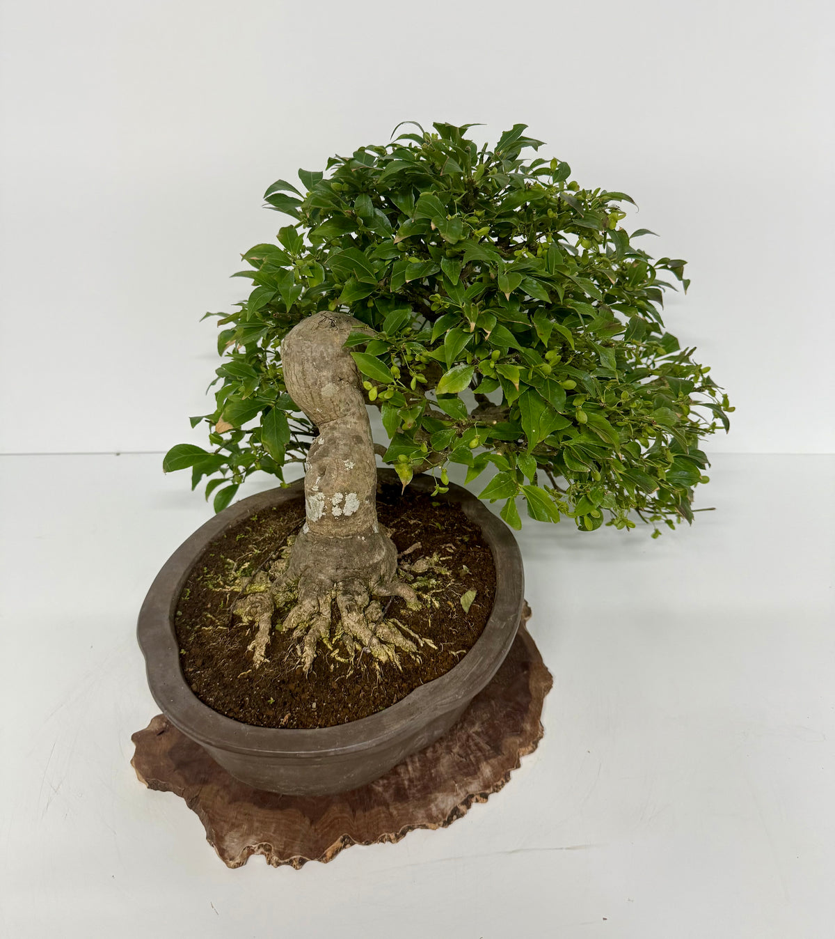 Euonymus Alatus Bonsai Tree - Unglazed Chinese Pot - 42cm