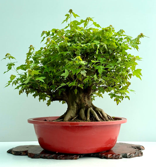 Mature Trident Maple Bonsai | Development Tree – 60cm