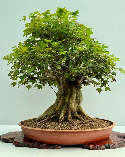 Mature Trident Maple Bonsai | Large Development Tree – 70cm