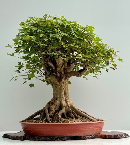 Mature Trident Maple Bonsai | Large Development Tree – 70cm