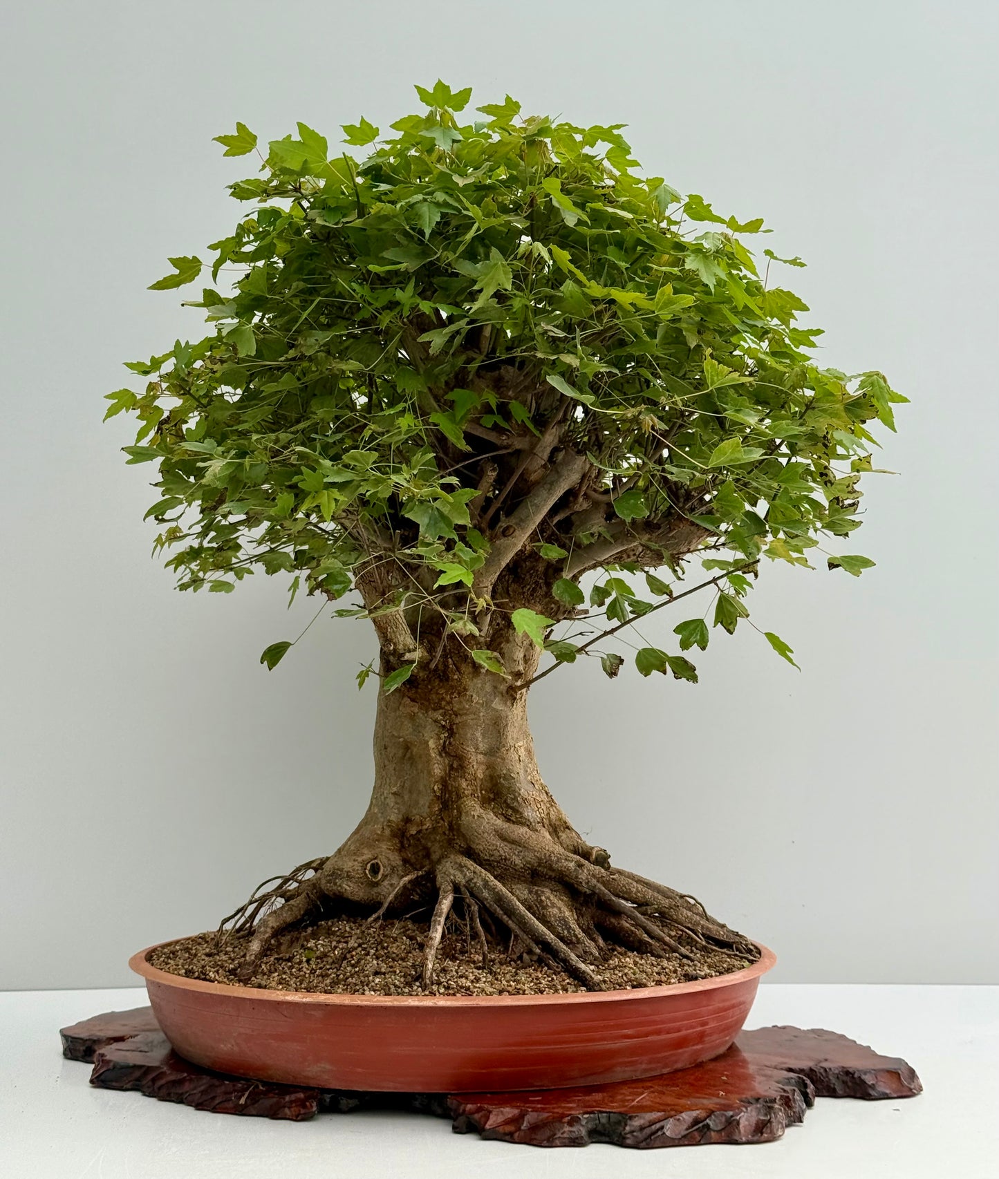 Mature Trident Maple Bonsai | Large Development Tree – 70cm