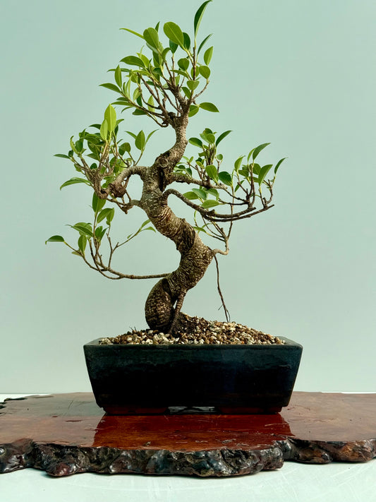 Ficus Retusa Indoor Bonsai Tree
