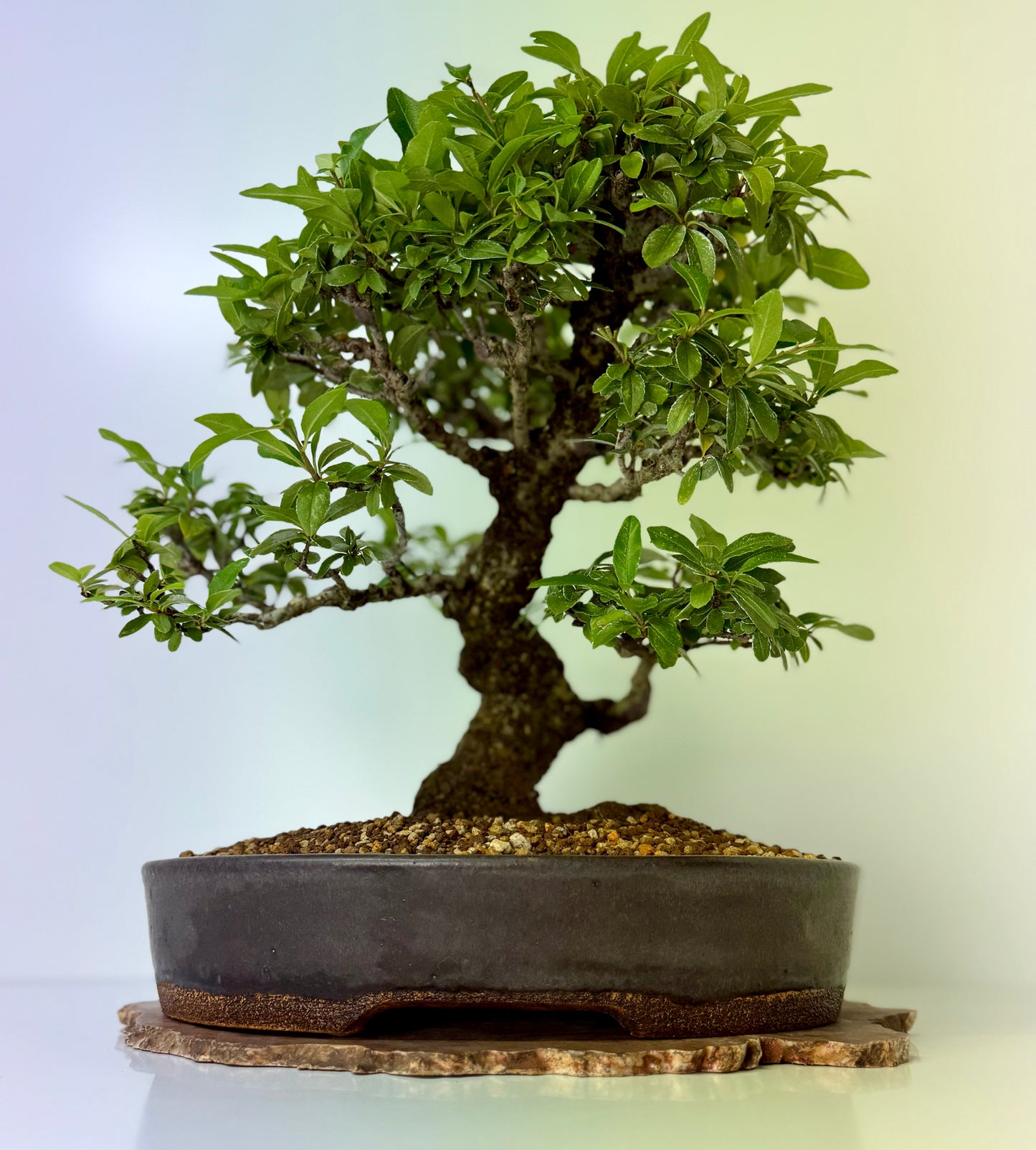 Pyracanthra