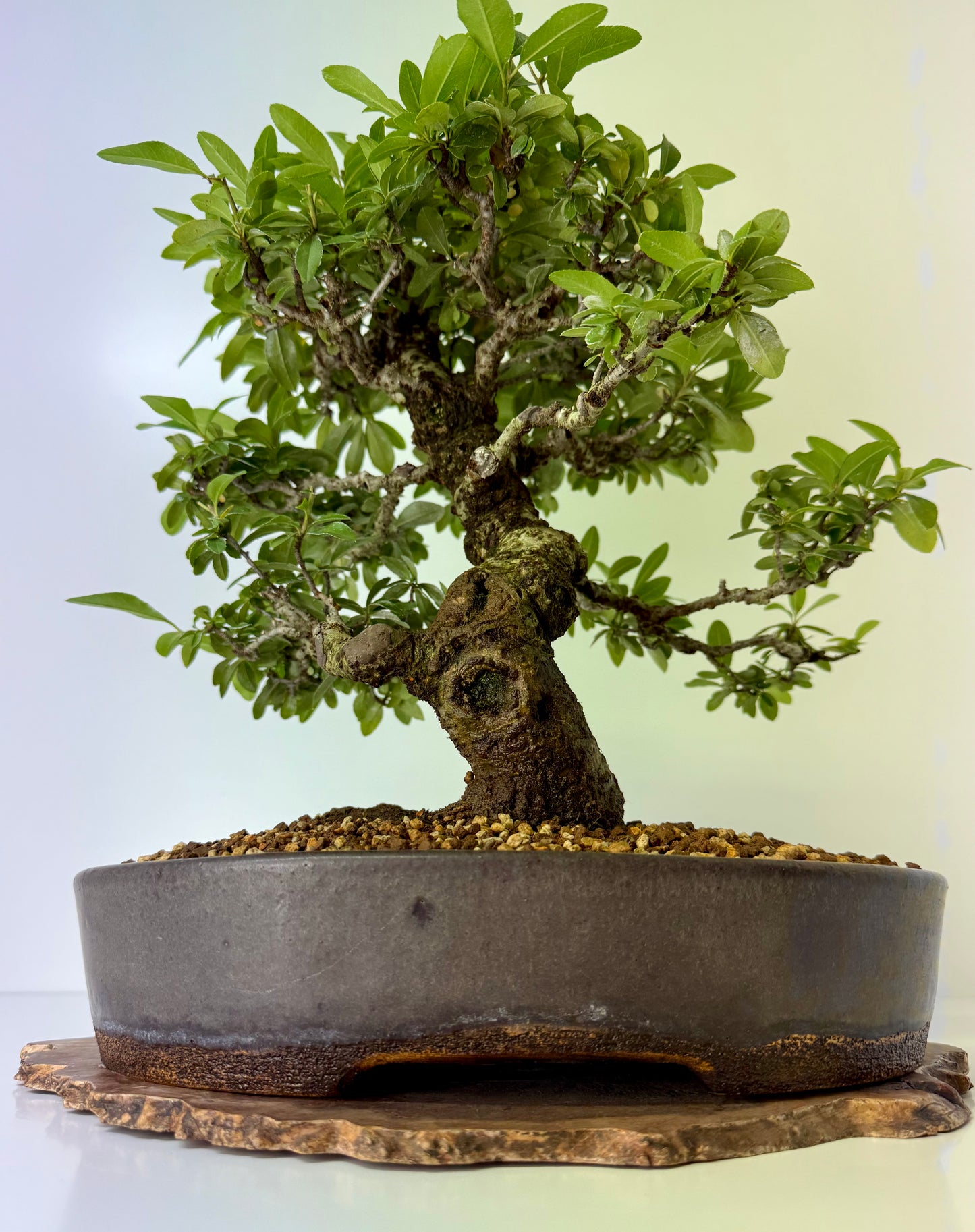 Pyracanthra