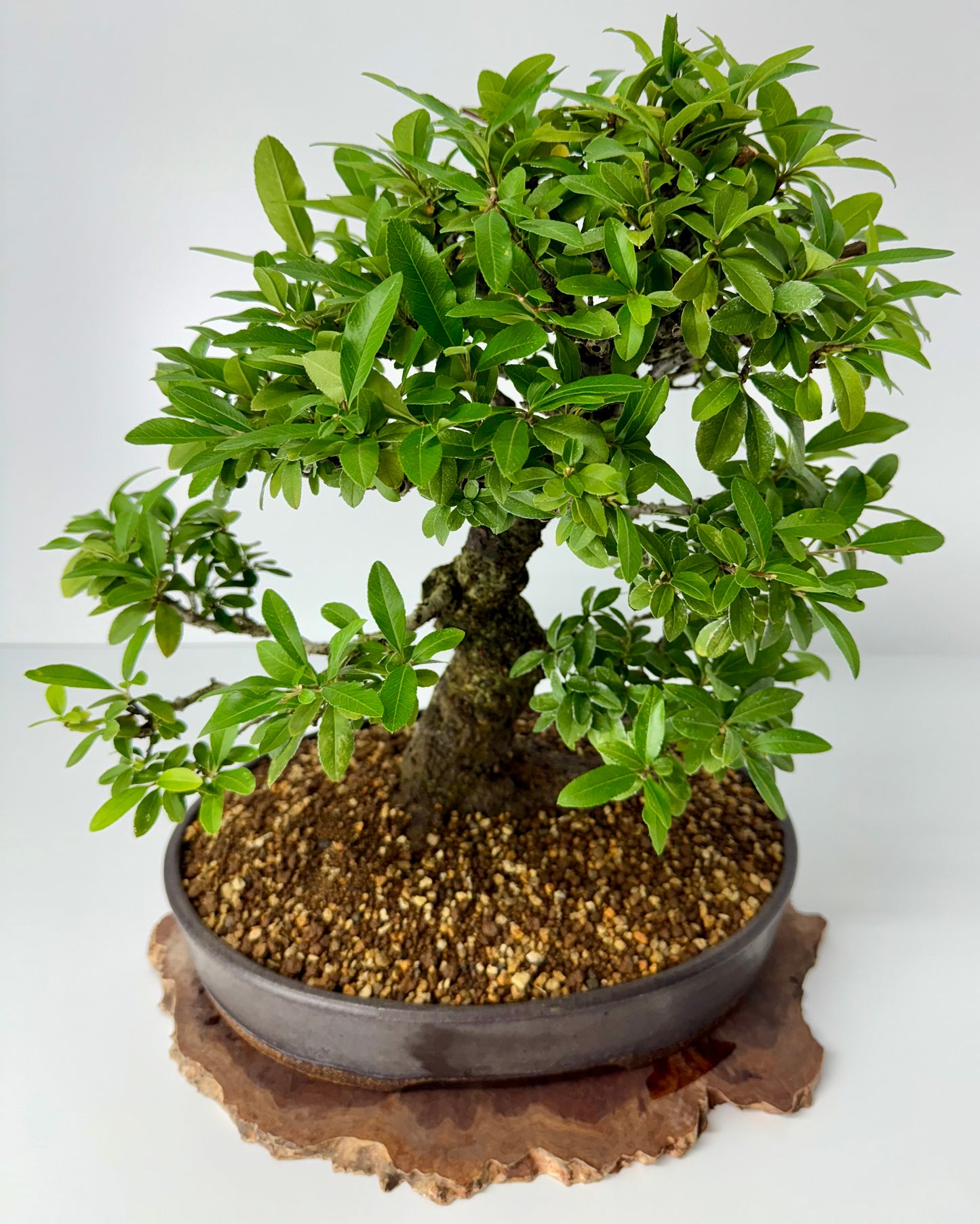 Pyracanthra