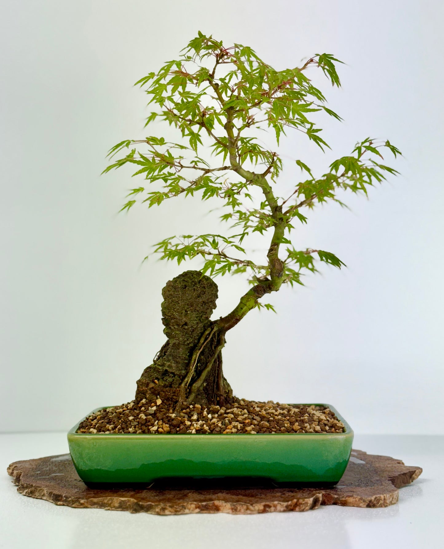 Korihime Maple On Rock