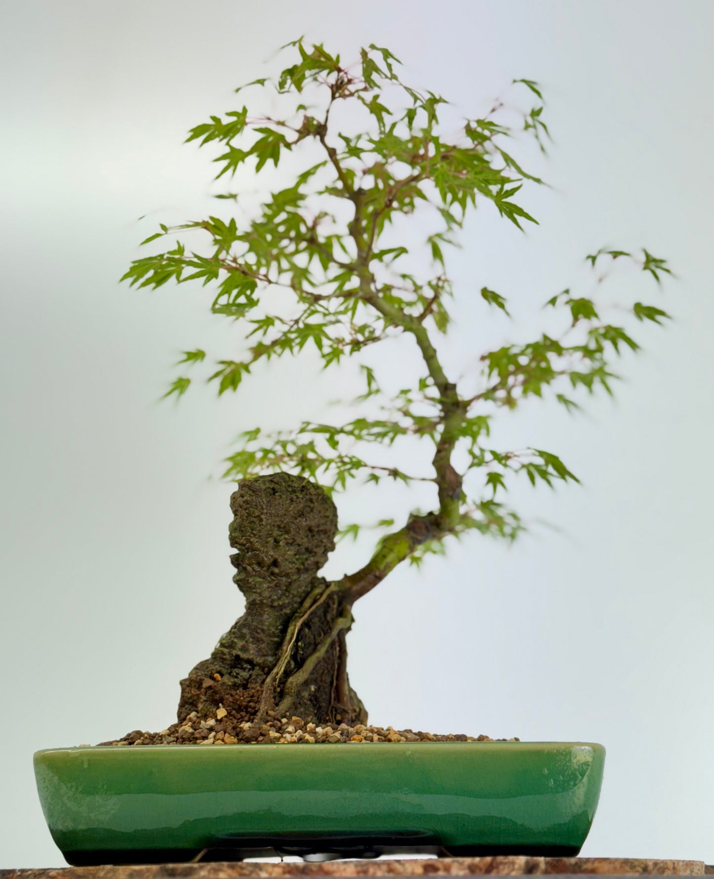 Korihime Maple On Rock
