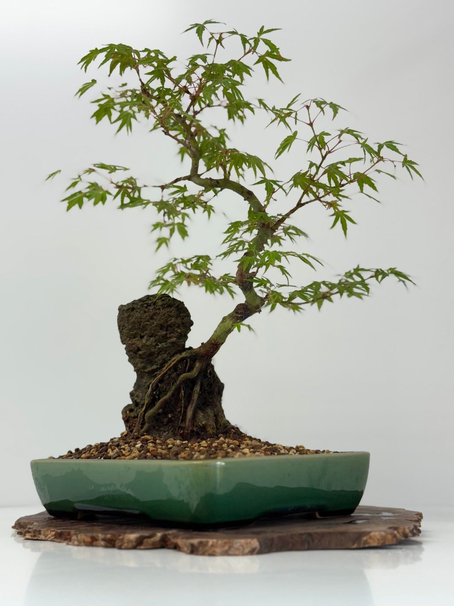 Korihime Maple On Rock