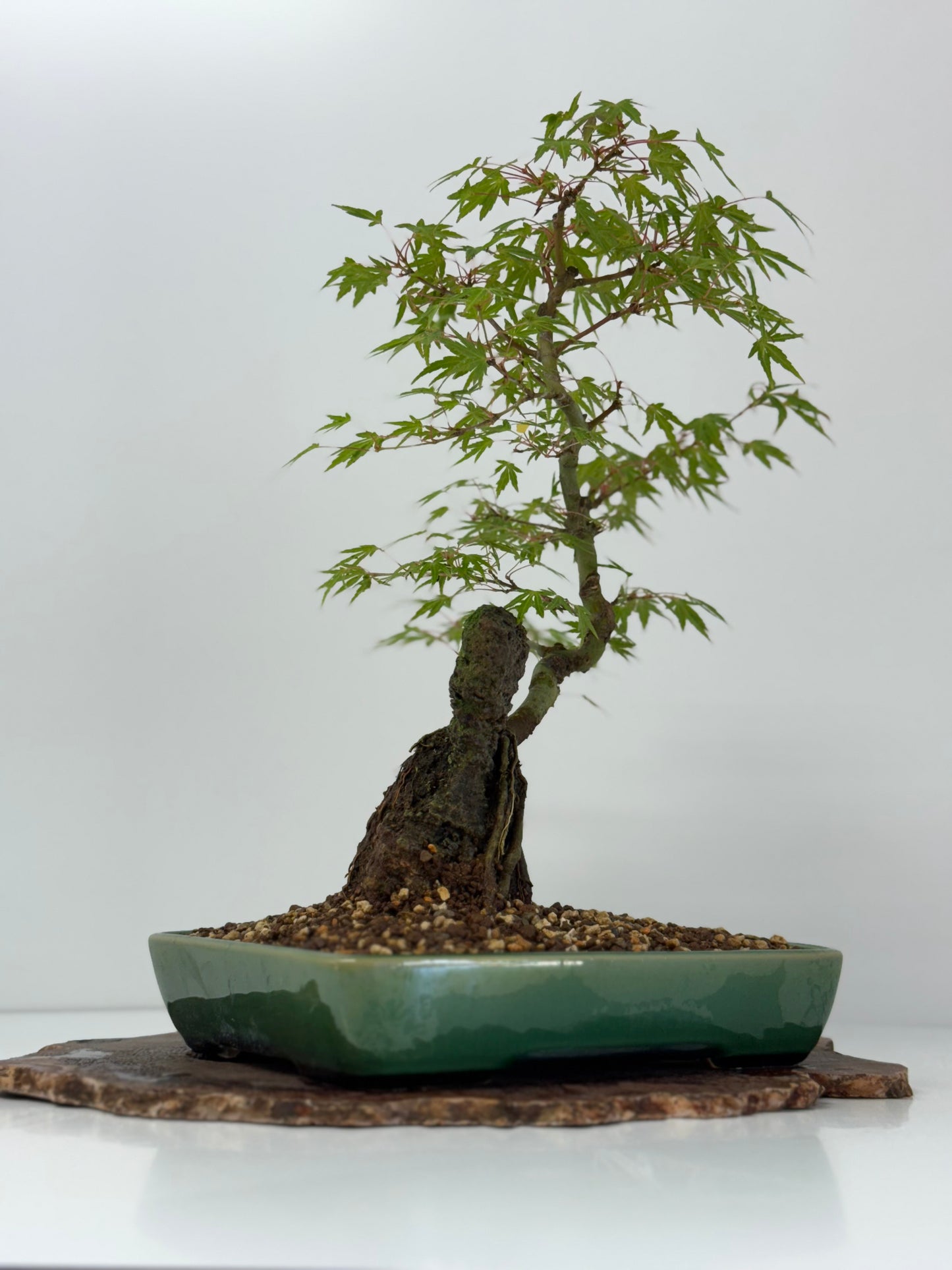 Korihime Maple On Rock