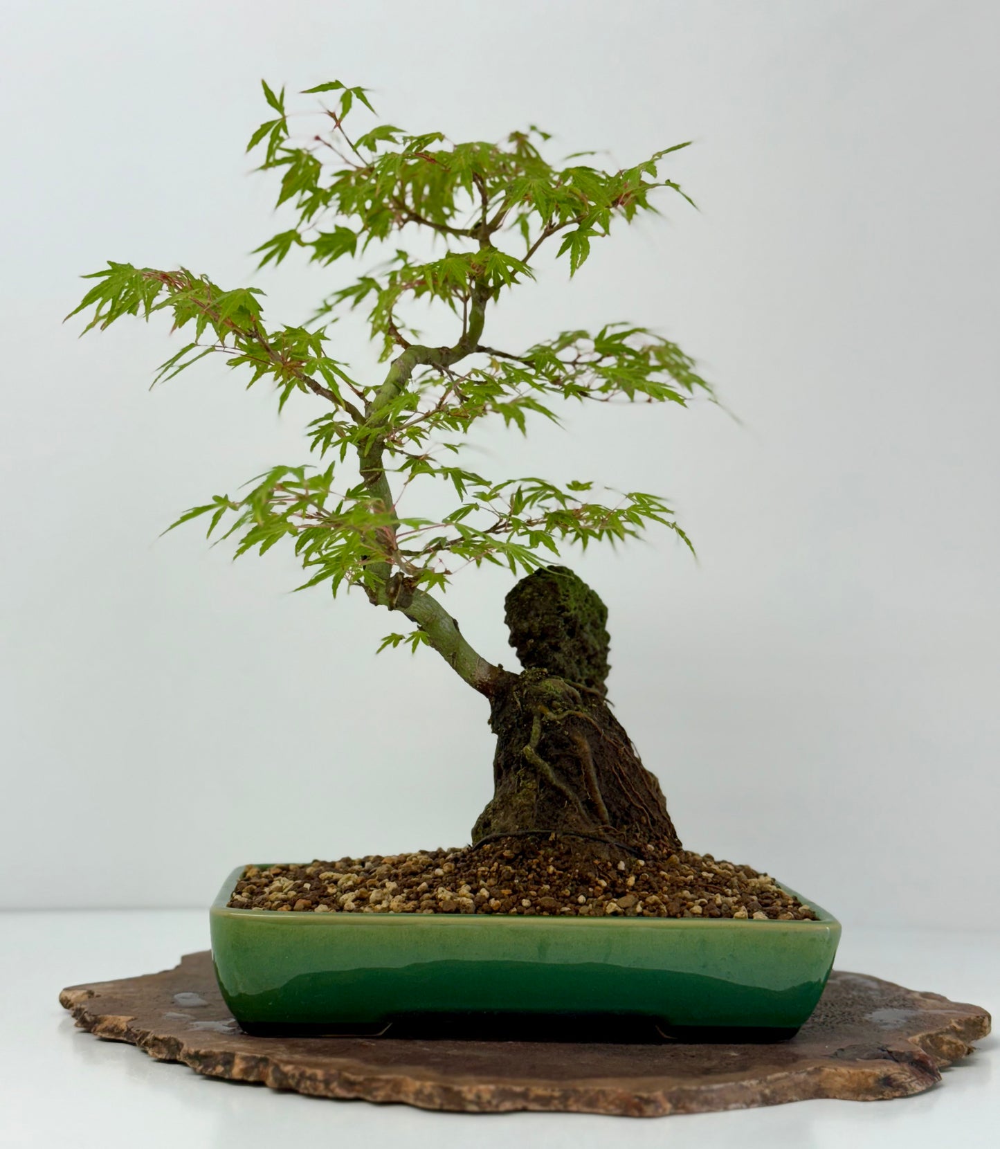 Korihime Maple On Rock