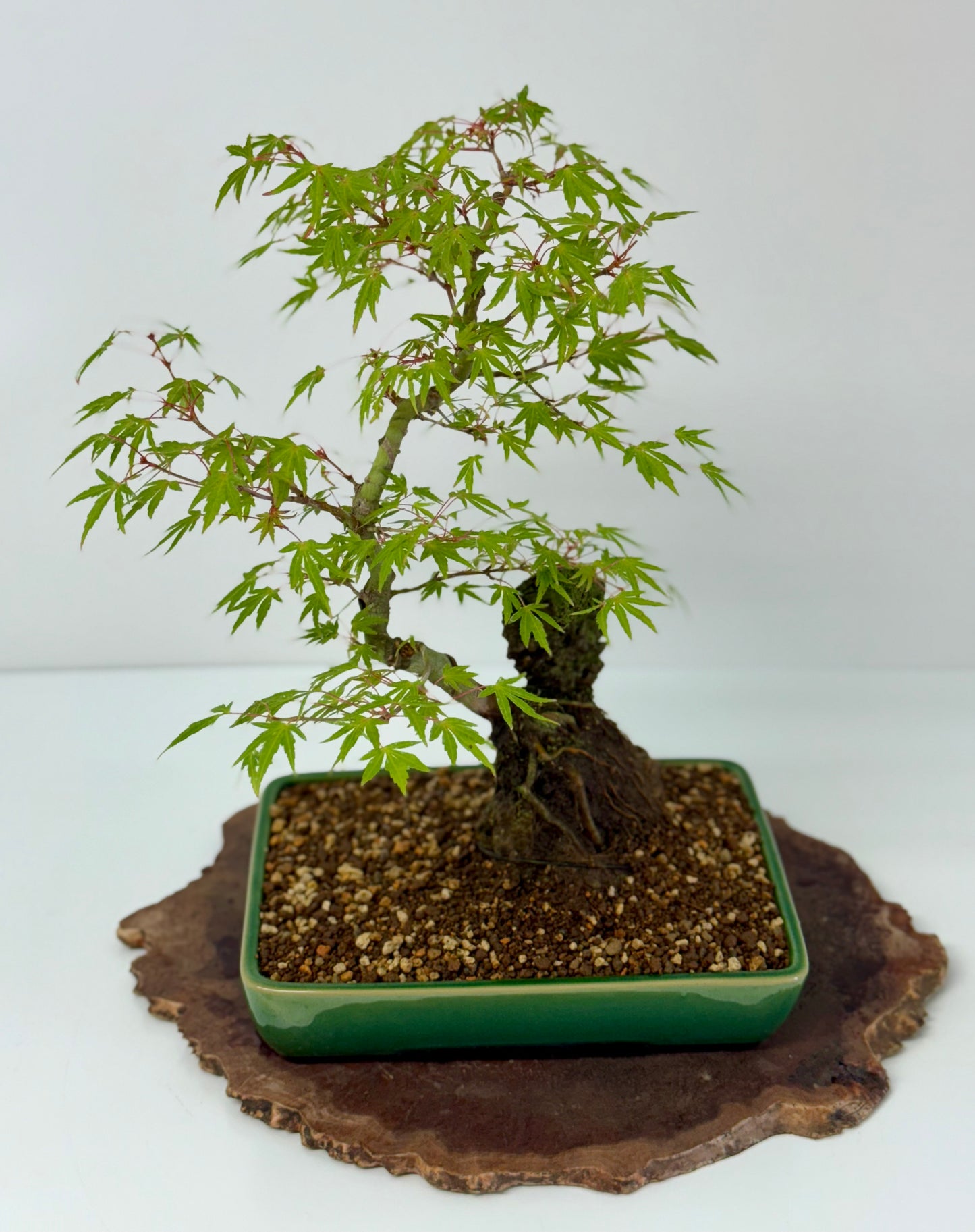 Korihime Maple On Rock