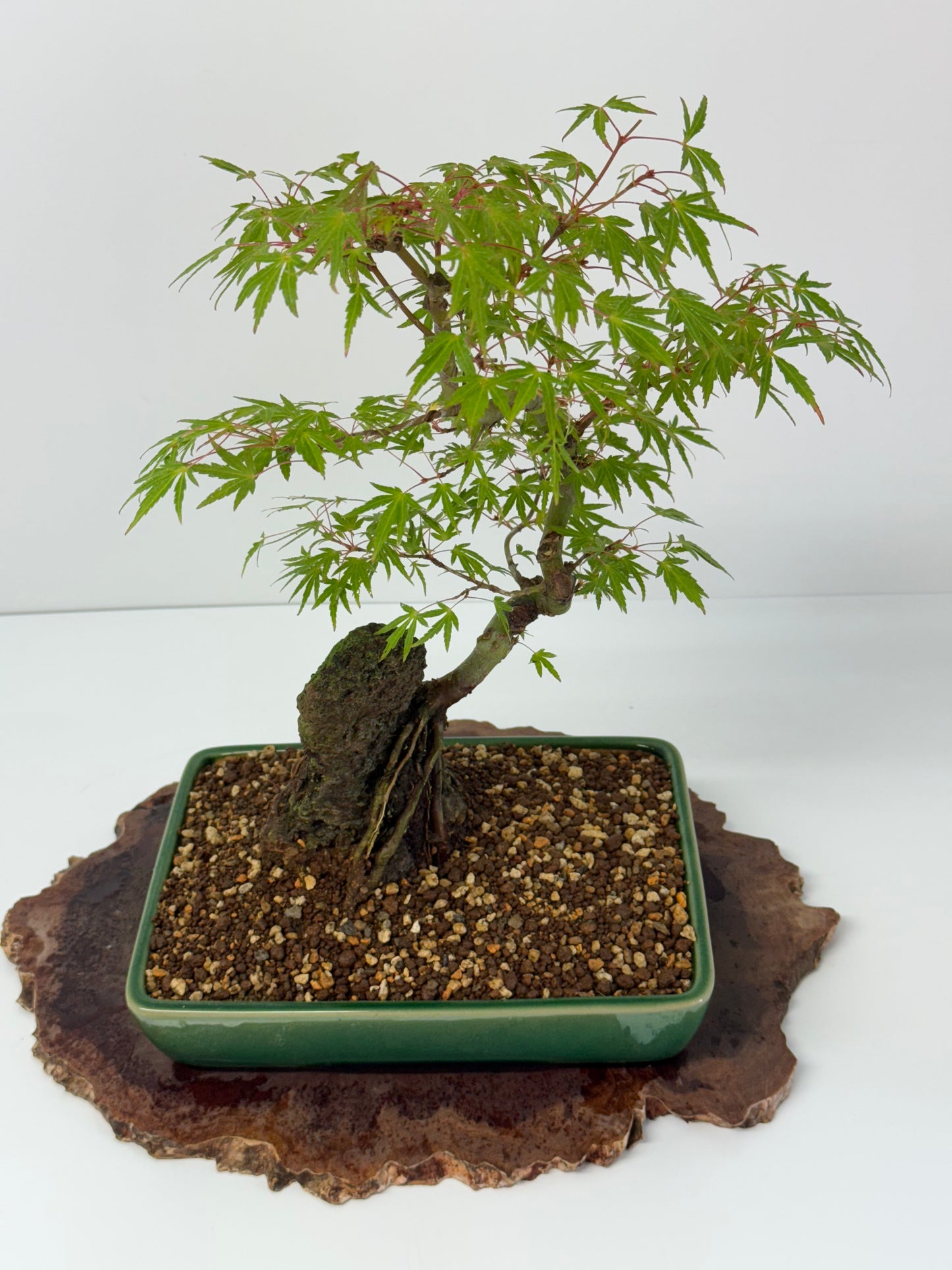 Korihime Maple On Rock