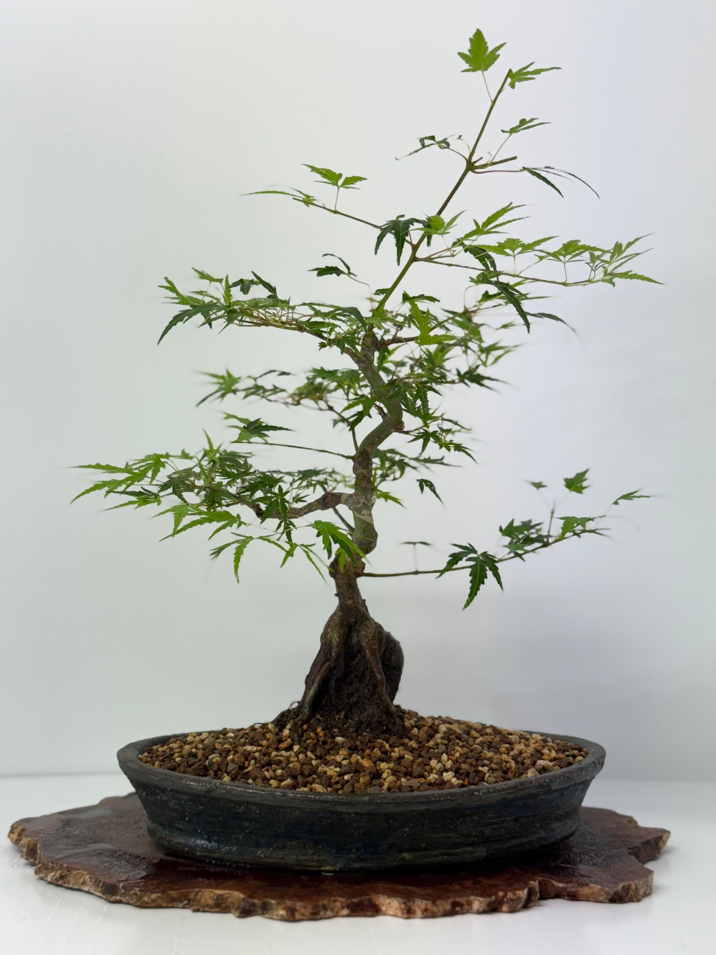 Korihime Maple On Rock