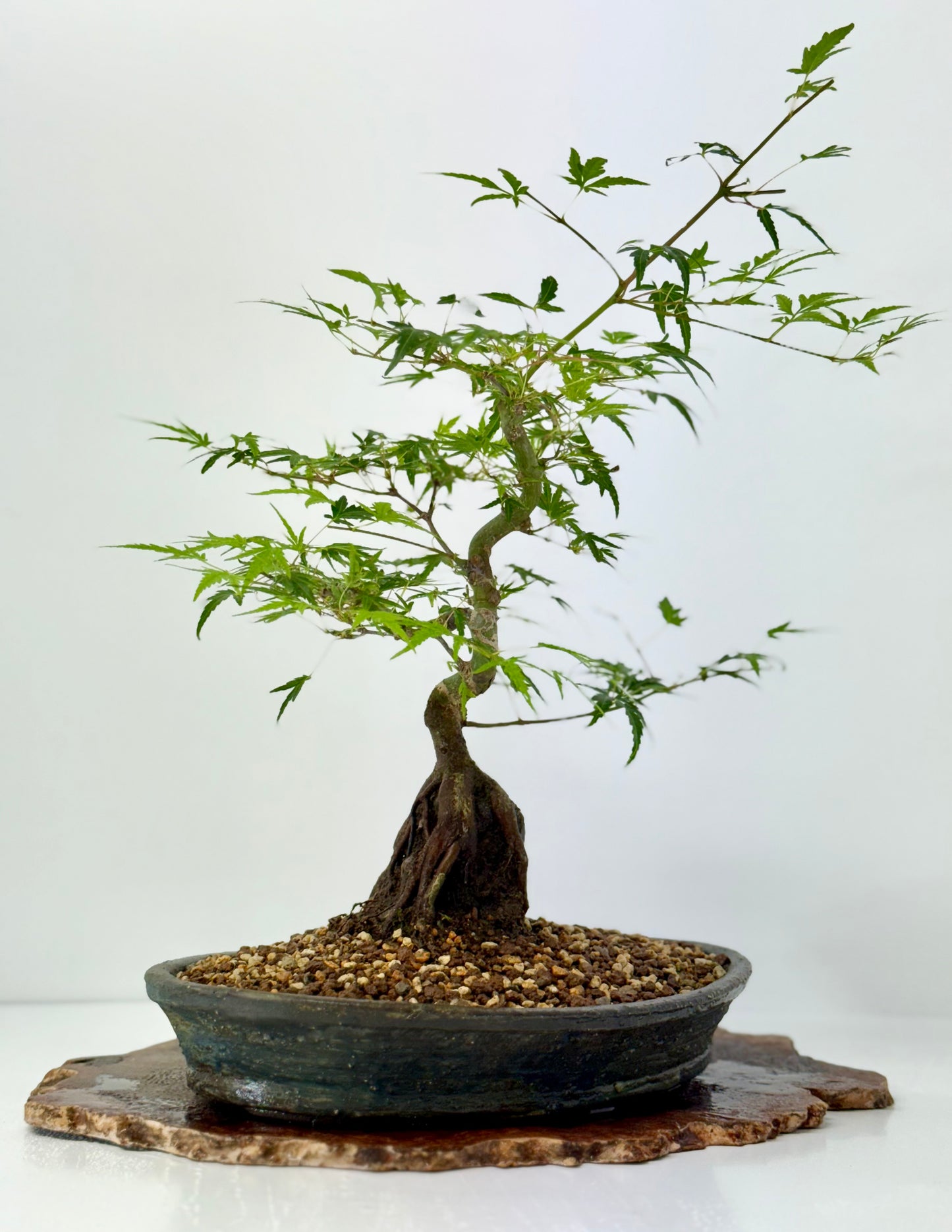 Korihime Maple On Rock