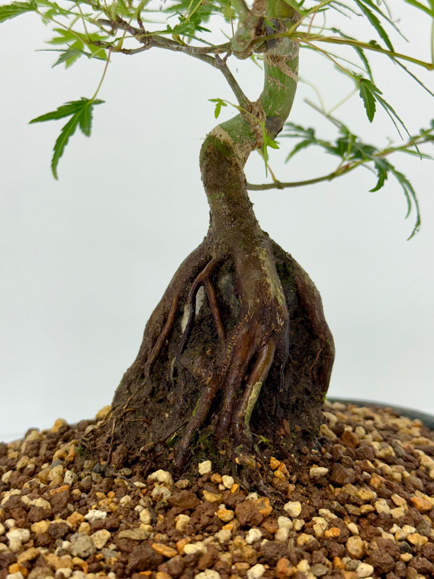 Korihime Maple On Rock