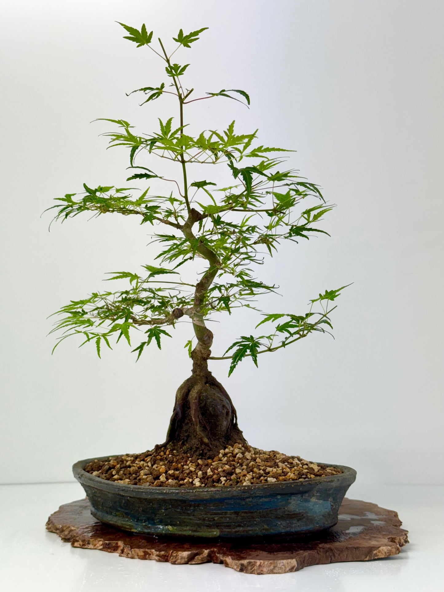 Korihime Maple On Rock