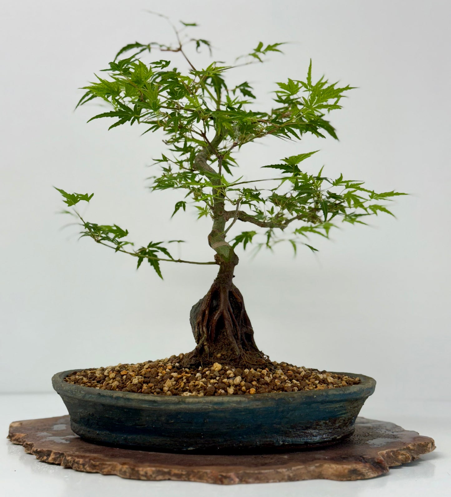 Korihime Maple On Rock