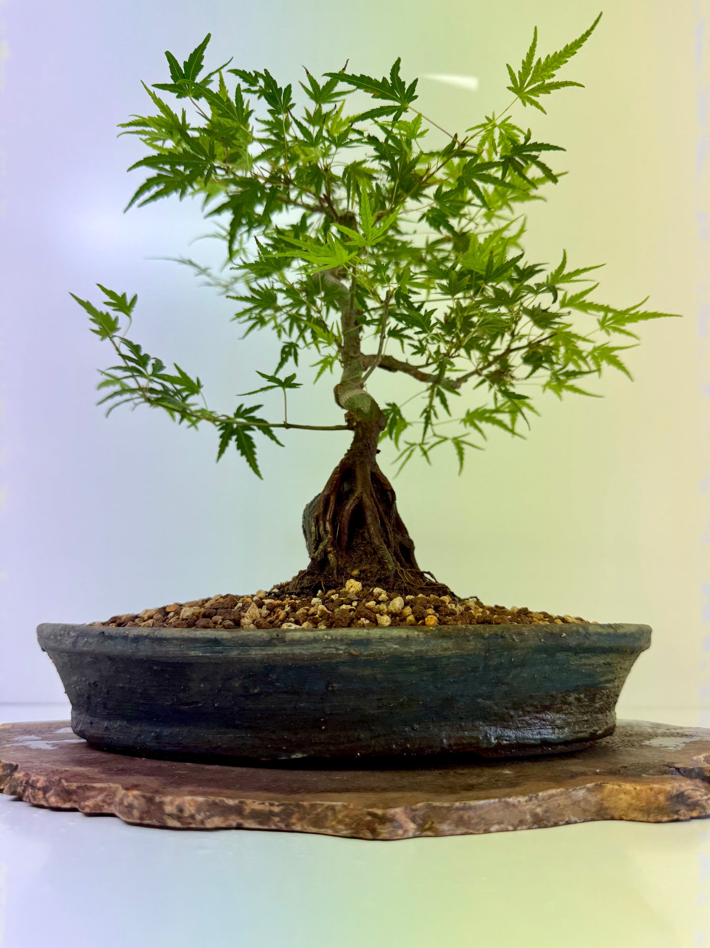 Korihime Maple On Rock