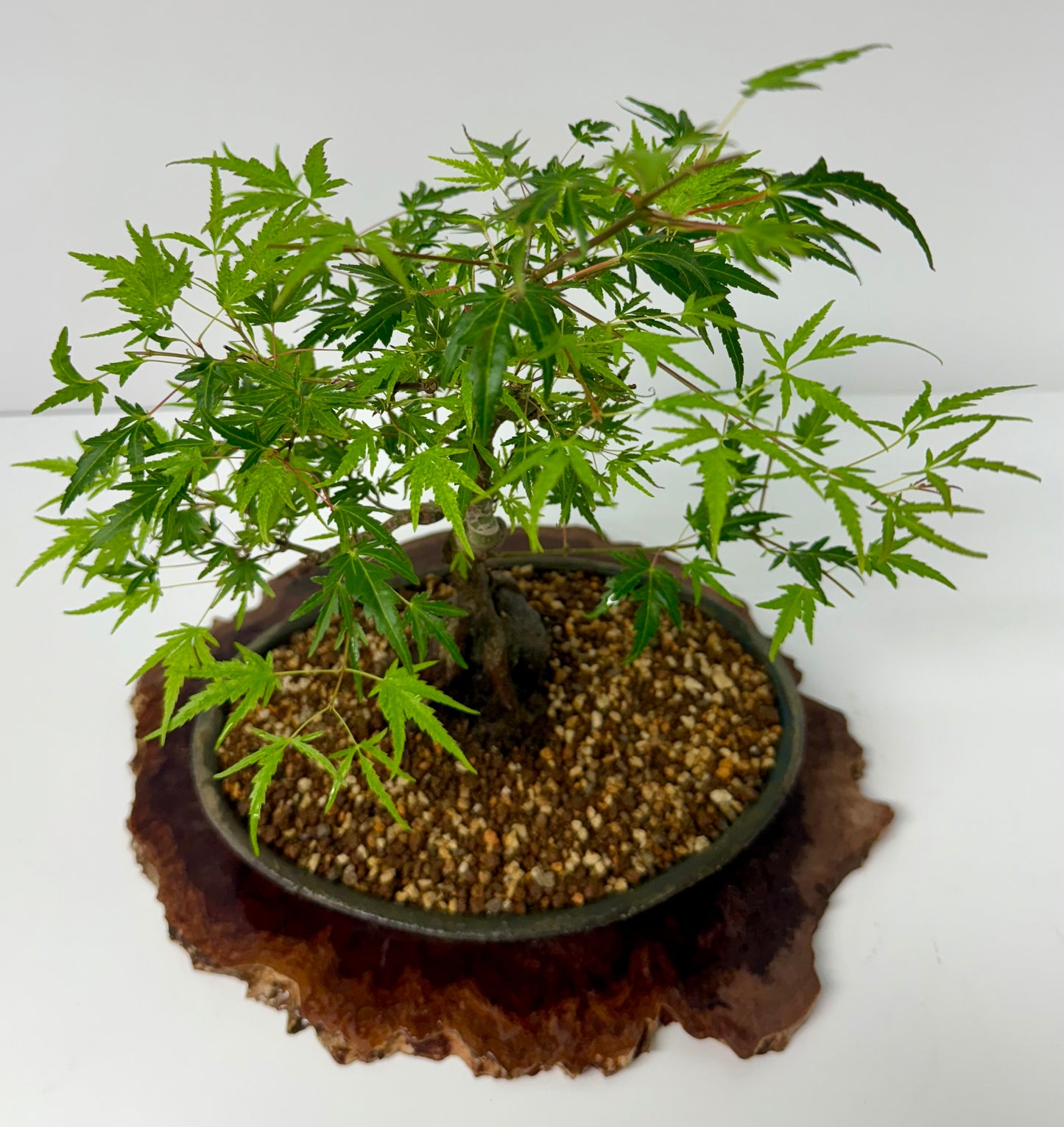 Korihime Maple On Rock