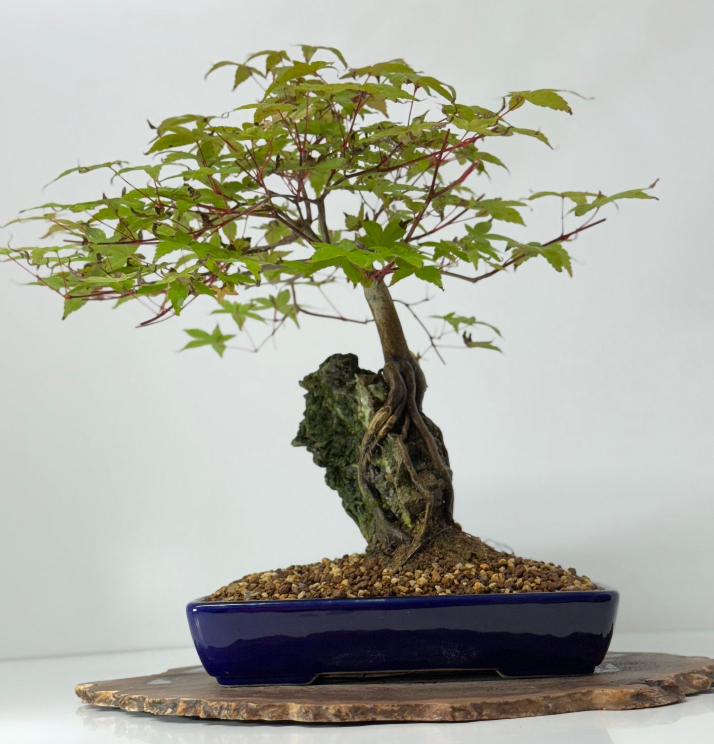 Deshojo Maple on Rock