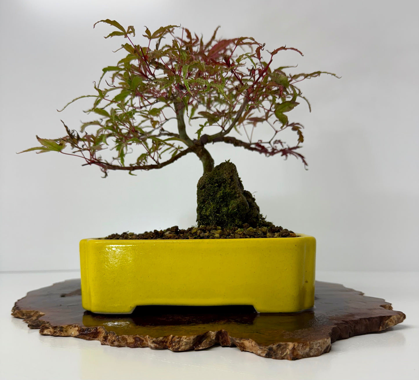 Kyno Ito Maple on rock