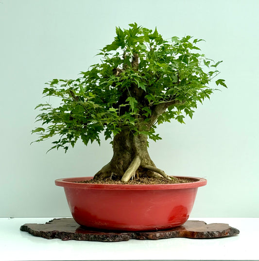 Mature Trident Maple Bonsai | Large Development Tree – 65 cm